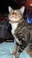 Pet Photo