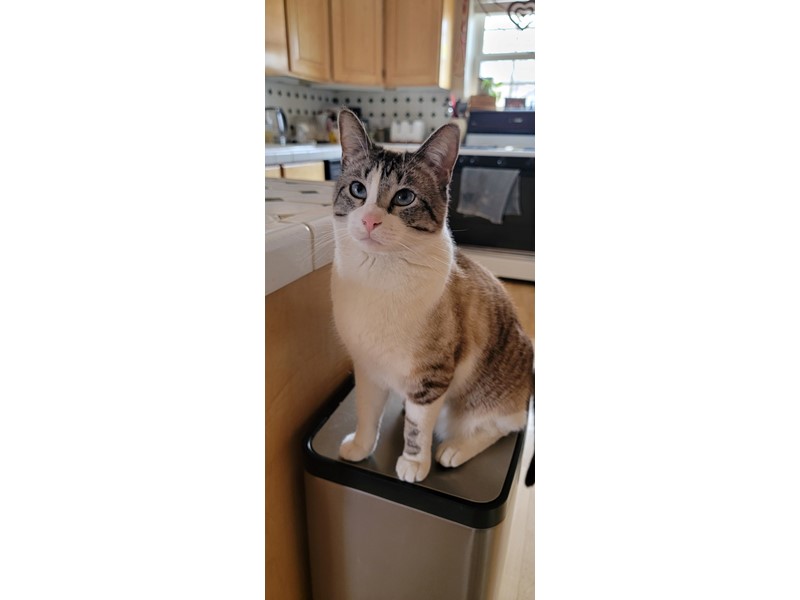 Pet Photo