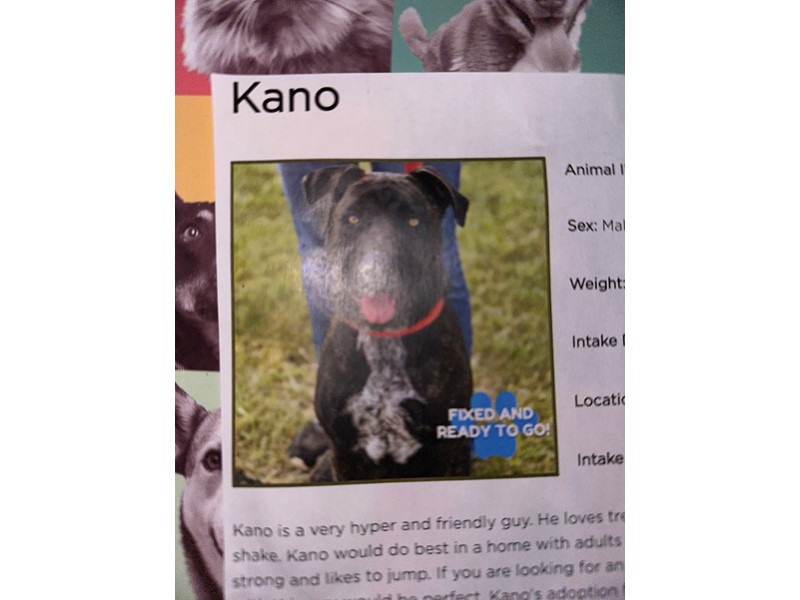 Pet Photo
