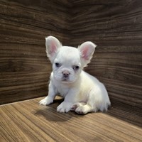 Lost Pet Image