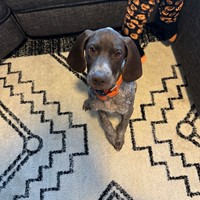 Lost Pet Image