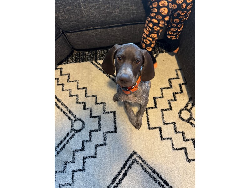 Pet Photo