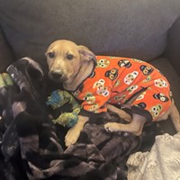 Lost Pet Image