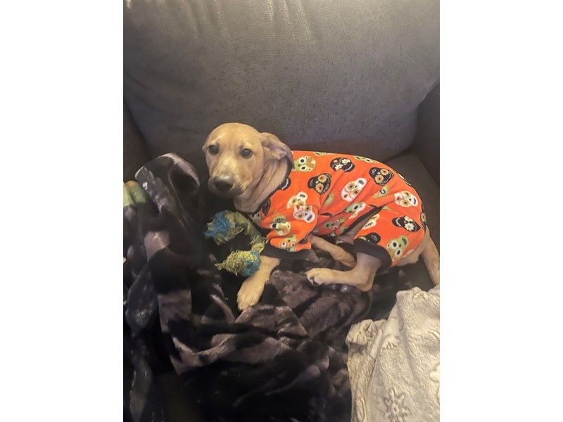 Pet Photo