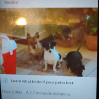 Lost Pet Image