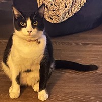 Lost Pet Image