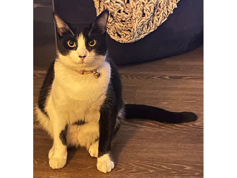 Pet Photo