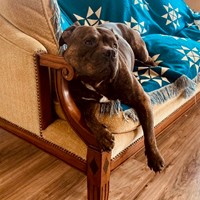 Lost Pet Image