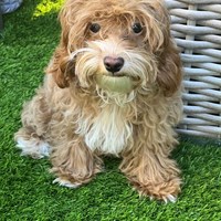 Lost Pet Image