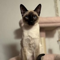 Lost Pet Image