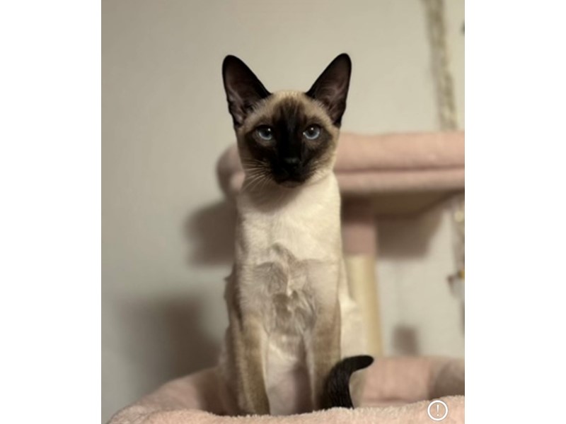 Pet Photo