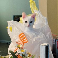 Lost Pet Image