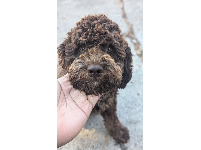 Pet Photo