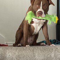 Lost Pet Image