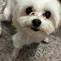 Lost Pet Image