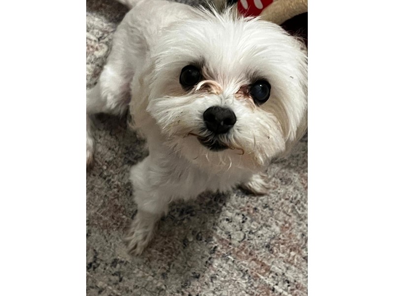 Pet Photo