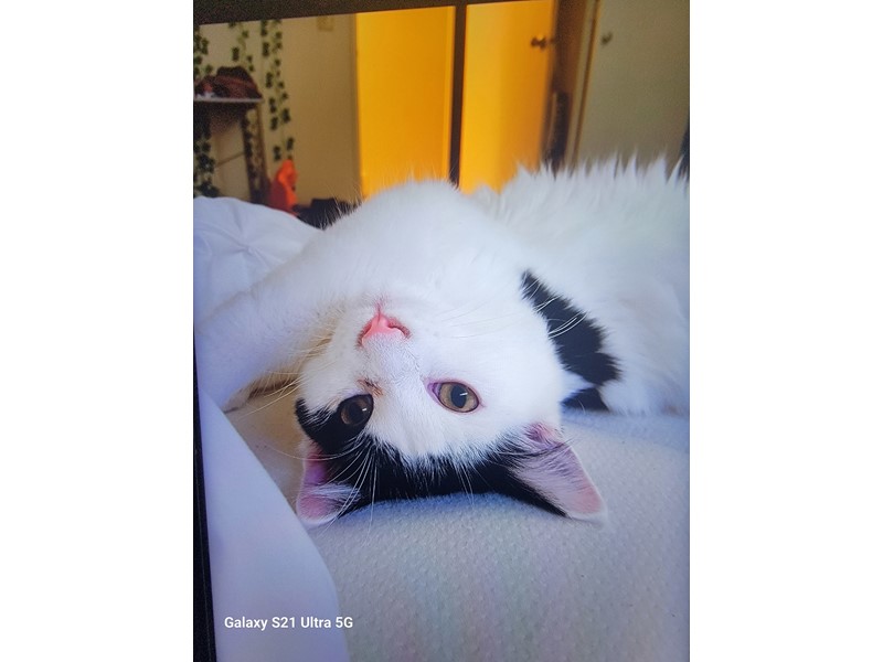 Pet Photo
