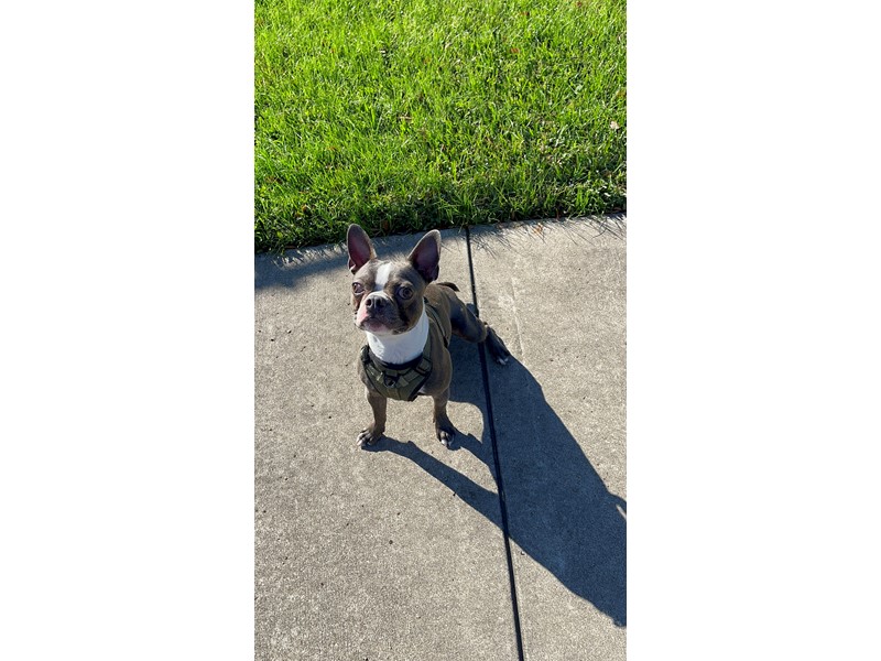Pet Photo