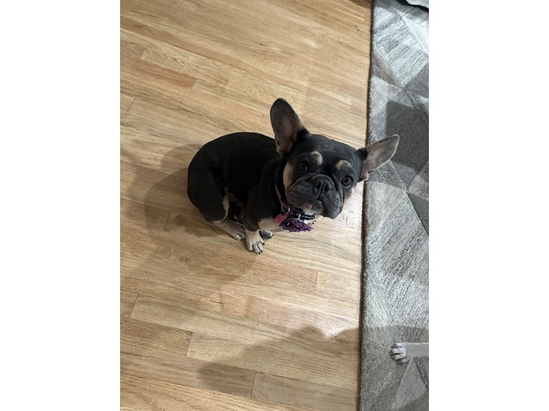 Pet Photo