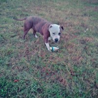 Lost Pet Image
