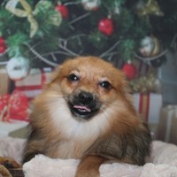 Lost Pet Image