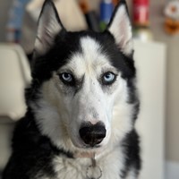 Lost Pet Image