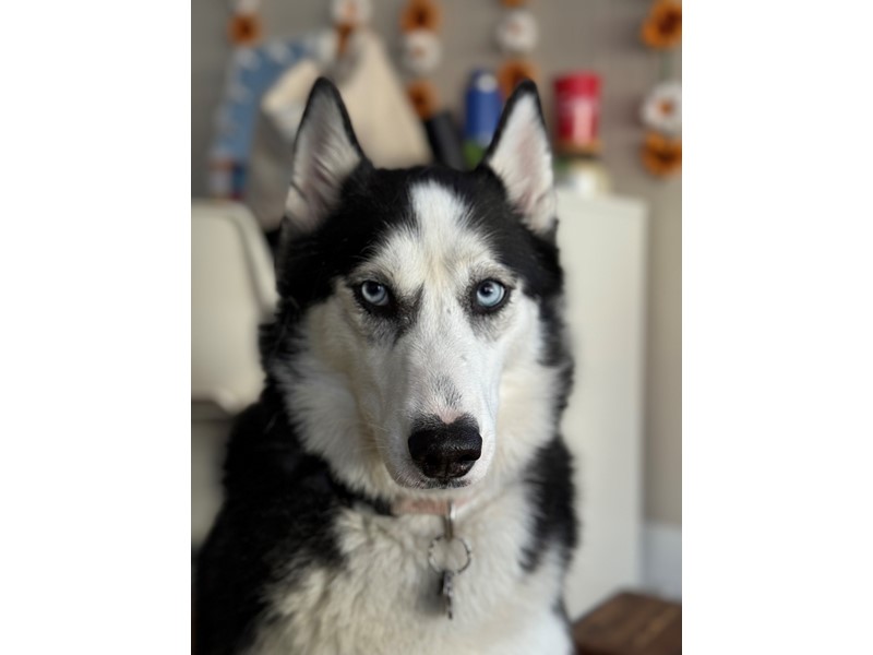 Pet Photo