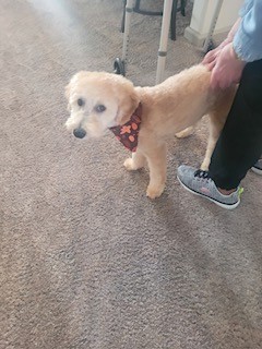 Pet Photo