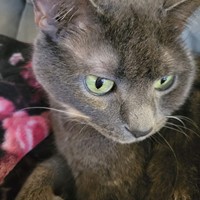 Lost Pet Image