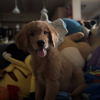 Lost Pet Image