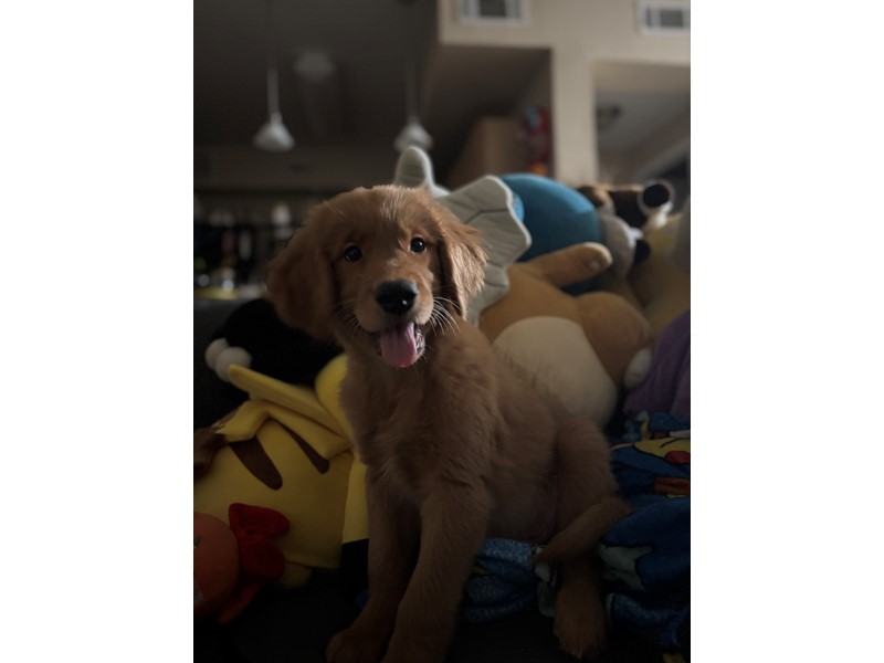 Pet Photo