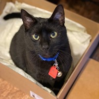 Lost Pet Image