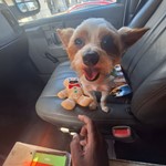 Ransom Robinson, Yorkshire Terrier, lost pet near Channelview, TX