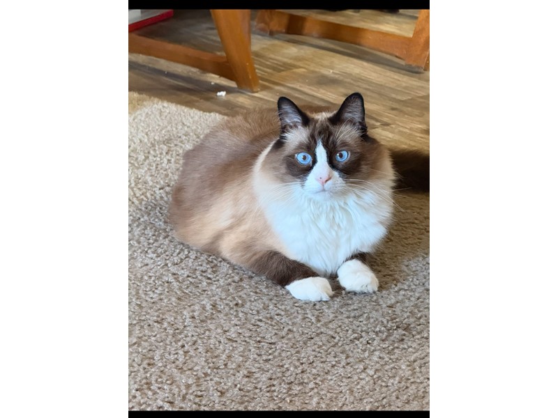 Pet Photo