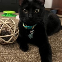 Lost Pet Image