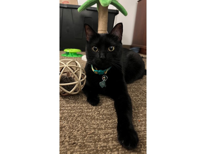 Pet Photo