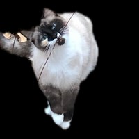 Lost Pet Image