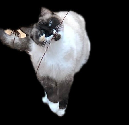 Pet Photo