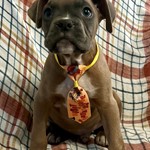 Duncan, Boxer, lost pet near Fairfield, OH