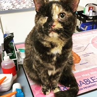 Lost Pet Image