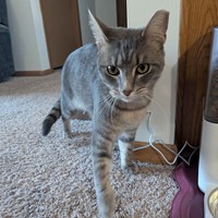 Lost Pet Image