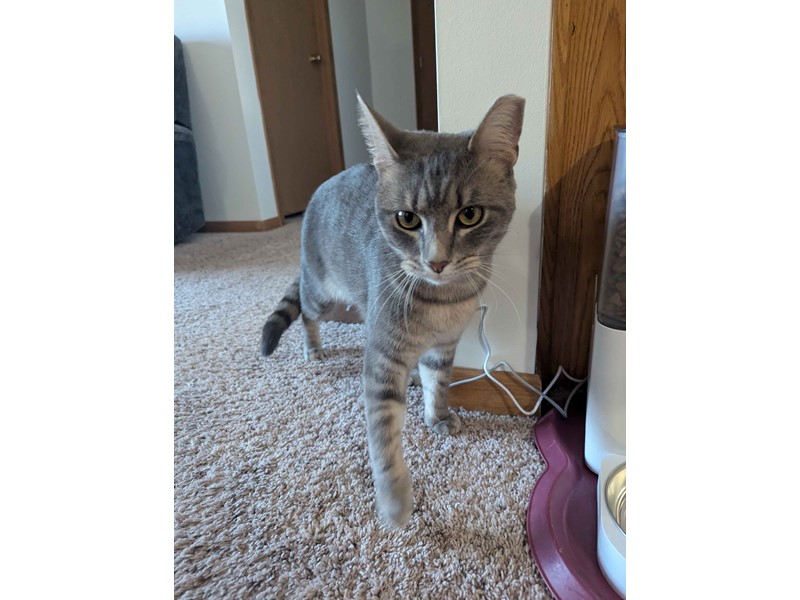 Pet Photo