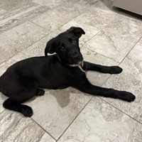 Lost Pet Image