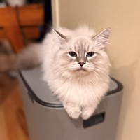 Lost Pet Image