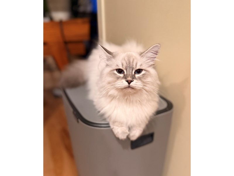Pet Photo
