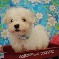 Lost Pet Image