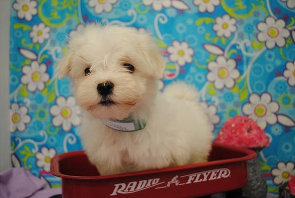 Pet Photo