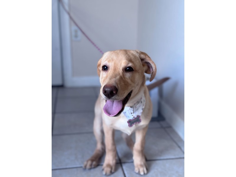 Pet Photo