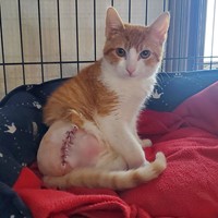 Lost Pet Image
