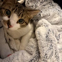 Lost Pet Image